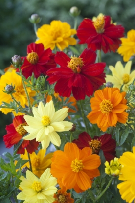 Picture of Cosmos - Sulphureus Brightness Mixed